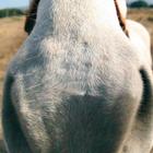 Funny Horse Wallpapers HD FREE icône