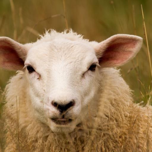 Funny Sheep Wallpapers HD FREE