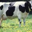 Holstein Cow Wallpapers FREE