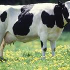 Holstein Cow Wallpapers FREE आइकन