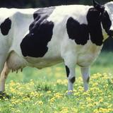 Holstein Cow Wallpapers FREE icône