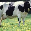 Holstein Cow Wallpapers FREE APK