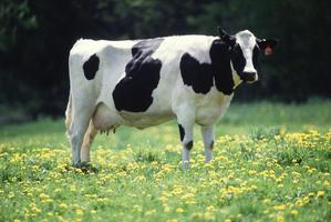 Holstein Cow Wallpapers FREE Affiche
