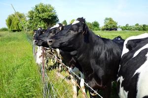 Holstein Cow Wallpapers FREE capture d'écran 1