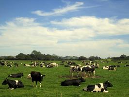 Holstein Cow Wallpapers FREE 스크린샷 2