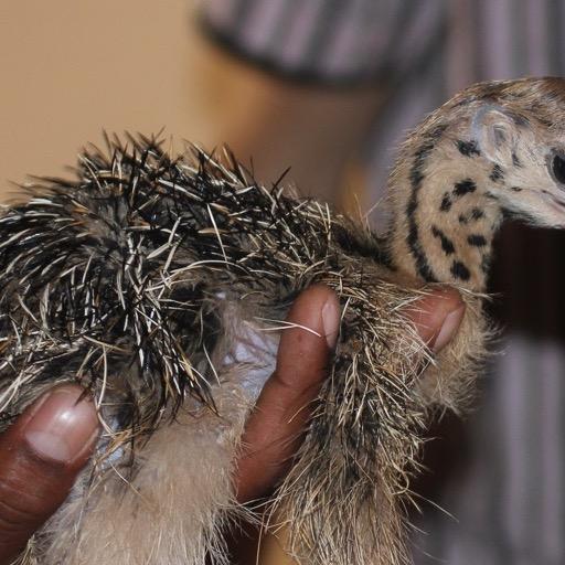 Ostrich Chick Wallpapers FREE