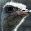 Ostrich Wallpapers HD FREE