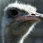 Ostrich Wallpapers HD FREE icône