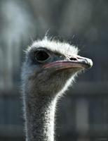 Ostrich Wallpapers HD FREE Affiche