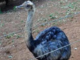 Ostrich Wallpapers HD FREE 스크린샷 2