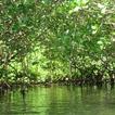 Mangroves Wallpapers HD FREE