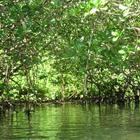 Mangroves Wallpapers HD FREE 圖標