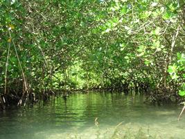 Mangroves Wallpapers HD FREE 海報