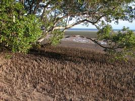 Mangroves Wallpapers HD FREE 截圖 1