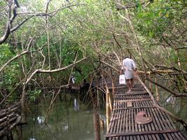 Mangroves Wallpapers HD FREE capture d'écran 2