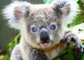 Marsupial Wallpapers HD FREE imagem de tela 1