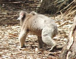 Marsupial Wallpapers HD FREE imagem de tela 2