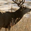 Mule Deer Wallpapers HD FREE aplikacja