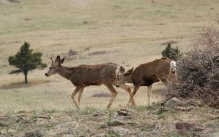 Mule Deer Wallpapers HD FREE 截圖 2