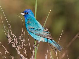 Spring Birds Wallpapers FREE स्क्रीनशॉट 1