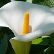 Peace Lily Wallpapers HD FREE