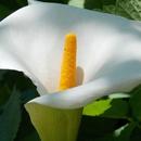 Peace Lily Wallpapers HD FREE APK