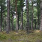 Pine Forest Wallpapers HD FREE 图标