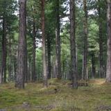 Pine Forest Wallpapers HD FREE icône
