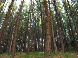 1 Schermata Pine Forest Wallpapers HD FREE