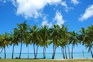 Tropical Palm Trees Wallpapers capture d'écran 2