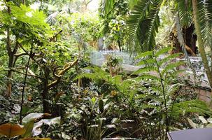 Tropical Rainforest Wallpapers 截图 2