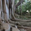 Tropical Trees Wallpapers FREE APK