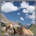 Cow Pastures Wallpaper icône