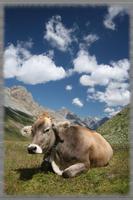 Cow Pastures Wallpaper poster