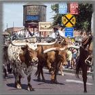 Cattle Drives Wallpaper Zeichen