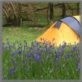 Camping Wallpaper