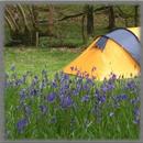 Camping Wallpaper APK