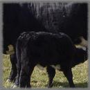 APK Angus Cattle Wallpaper