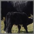 Angus Cattle Wallpaper icono