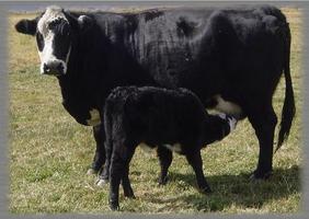 Angus Cattle Wallpaper Cartaz