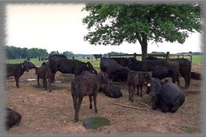 Angus Cattle Wallpaper capture d'écran 1