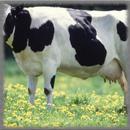 Dairy Farm Wallpaper APK