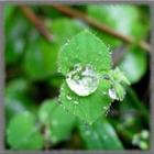 Dew Drops Wallpaper 圖標