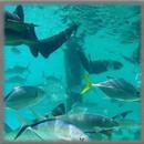 The Bahamas Wallpaper APK