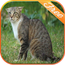 Dog  fear scared of the cat APK