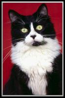 Chat Traducteur plakat