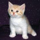 Gatti traduttore icon