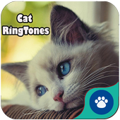 Cat Ringtones &amp; Wallpapers 2018 icon