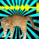 Cat Translator Voice