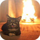 Gato video 3D Live Wallpaper icono